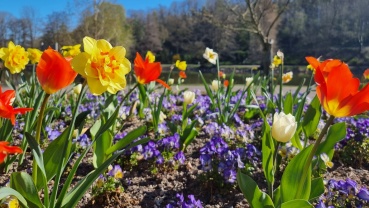 Frühlingsblüte im DFG (Quelle: LHS) Image