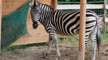 Chapman-Zebra Image