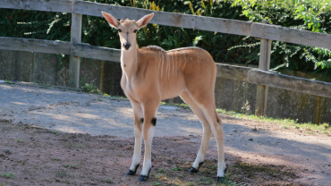 Nachwuchs Elenantilope Image