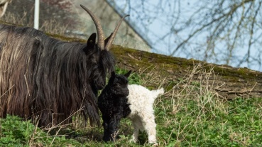 Nachwuchs Walliser Schwarzhalsziegen Image