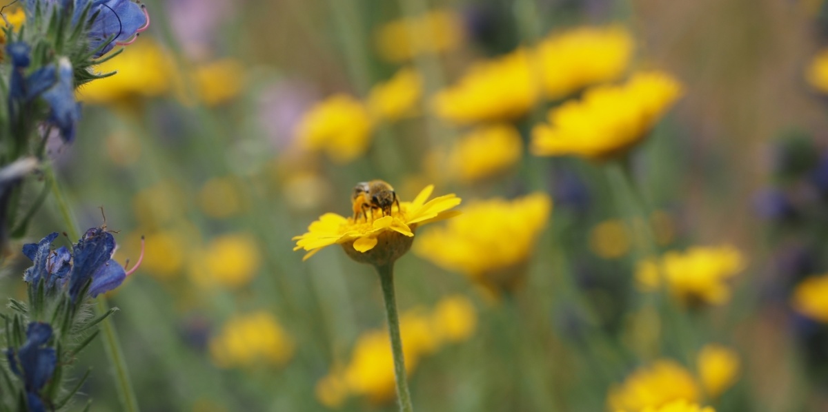 Färberkamille mit Biene Biene sitzt auf gelber Blume in einem Feld mit gelben und blauen Blumen
