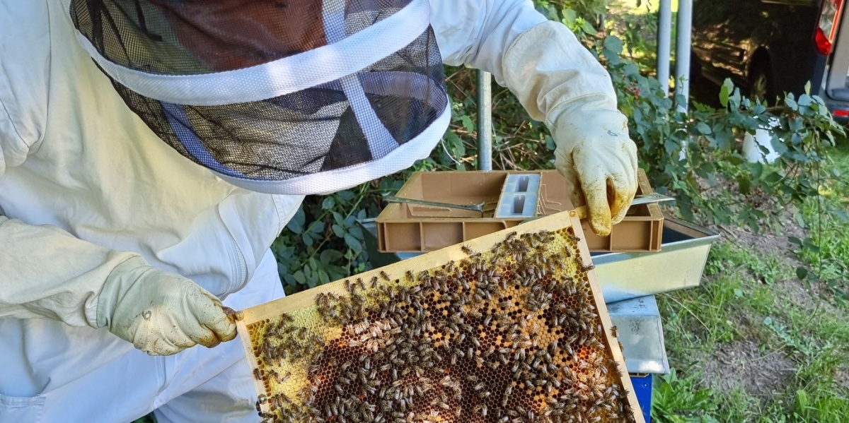 Imker bei der Arbeit Imker in Schutzkleidung hält Wabe in der Hand