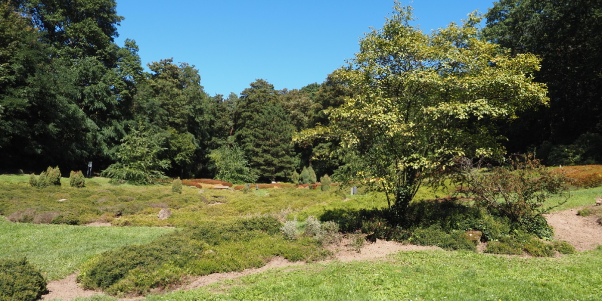 Sonnenheide im DFG Grüne Wiese mit Baum im Sommer
