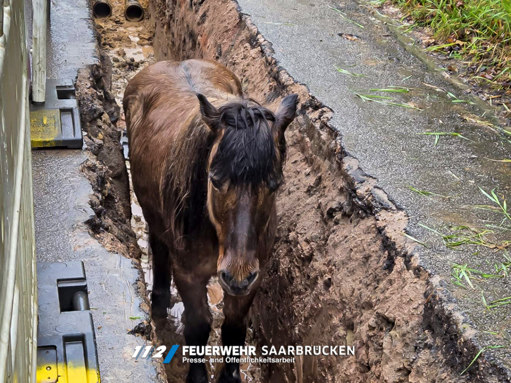 Einsatzbilder - Pferderettung aus Baugrube Einsatzbilder - Pferderettung aus Baugrube