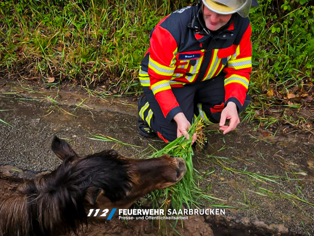 Einsatzbilder - Pferderettung aus Baugrube Einsatzbilder - Pferderettung aus Baugrube