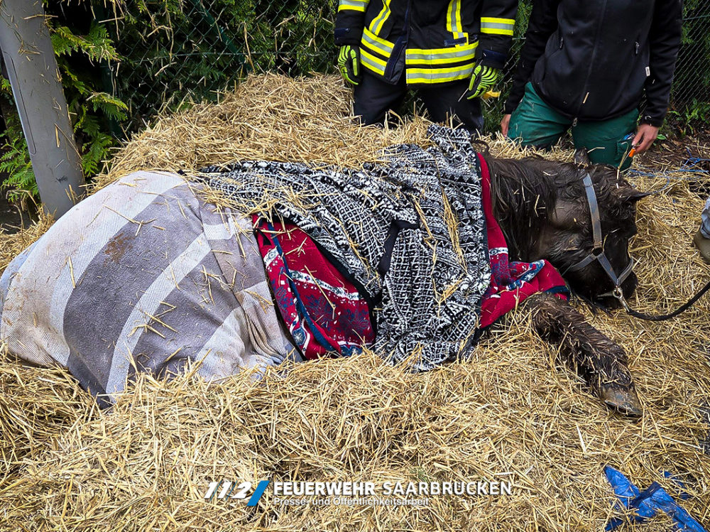 Einsatzbilder - Pferderettung aus Baugrube Einsatzbilder - Pferderettung aus Baugrube