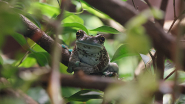 Baumhöhlenkrötenlaubfrosch Image
