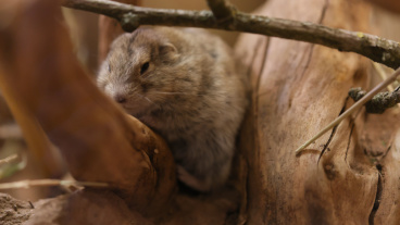 Grauer Steppenlemming Image
