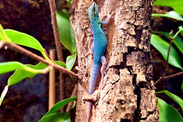 Himmelblauer Zwergtaggecko Image